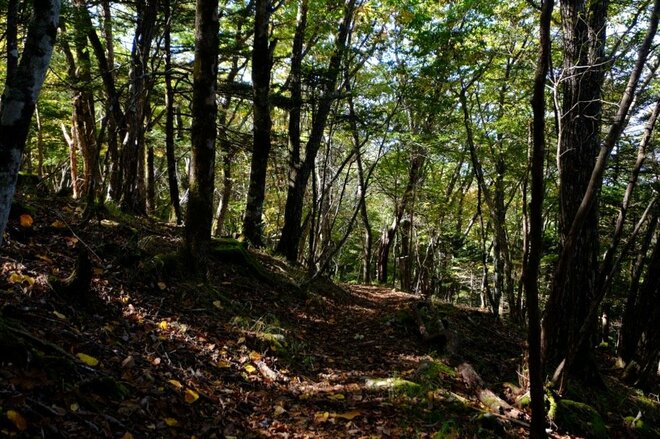 【首都圏近郊】1時間半で登頂できる山梨の隠れ名山「小楢山」紅葉の見頃はもうすぐ！の画像009
