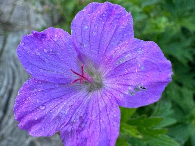「北アルプス屈指の花の名山へ」 初夏に歩く朝日岳・雪倉岳 1泊2日の山旅【日本で山登りはじめました vol.7】の画像002
