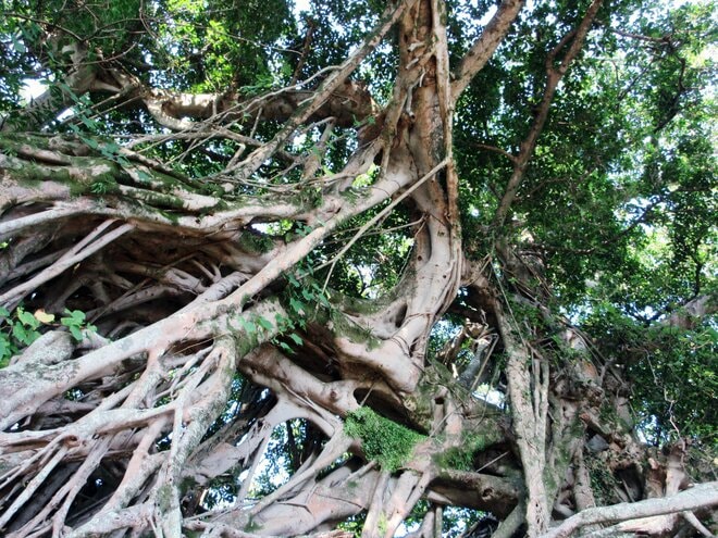【世界自然遺産・屋久島】 屋久島をレンタカーで一周するドライブ旅「千尋の滝・大川の滝・ガジュマル・西部林道」を一日でめぐる！の画像013