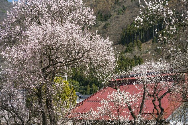 まさに見頃！「一目十万本！ 日本一のあんずの里」に春が来た！ ピンクに染まる山里の景色 【第67回あんずまつり】2022年の画像011