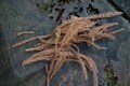 秋は “ナチュラル着火剤” 収穫のシーズン「焚き火に不可欠な自然の恵み」をガンガン拾える！【焚き火の話vol.11】の画像001