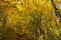 【紅葉登山】「山頂までわずか15分！」 雲海の名所“小熊山”で森歩き＆新雪眩しい北アルプスの山稜を望む“黒沢高原”へ  長野県大町市・2023年の画像009