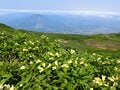 【北海道の山】ニセコの百名山、別名 “蝦夷富士”「羊蹄山」へ登ってみよう！  2025年の画像003