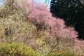 「早春の花見」蝋梅＆寒紅梅「穴場スポット」！ 絶景12000本「ろうばいの郷」と「群馬フラワーランド」見ごろ1月「花めぐり」【群馬県安中市】の画像001