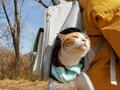 「猫もおだてりゃ山登り？」ペットの猫と一緒の山歩きに欠かせない「三種の神器」【猫の登山動画アリ】の画像002
