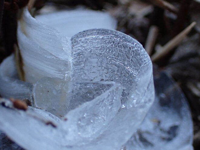 冬に開く“氷の花”！ 「霜柱」ではない「シモバシラ」を探しに初冬の高尾山へ【最後の最後に出会えた氷の芸術品“氷華”】東京都・2023年の画像012