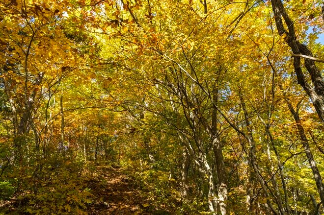 【紅葉登山】「山頂までわずか15分！」 雲海の名所“小熊山”で森歩き＆新雪眩しい北アルプスの山稜を望む“黒沢高原”へ  長野県大町市・2023年の画像009
