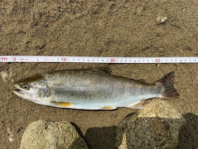 「水質がもっとも良好な河川」に何度も選出！  中国地方屈指の清流・高津川水系で「ヤマメ」釣行！  クラッシックなベイトスタイルで尺サイズもヒットの画像005