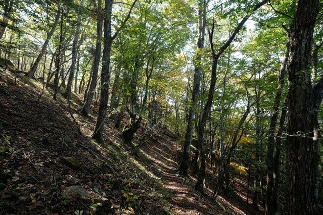 【首都圏近郊】1時間半で登頂できる山梨の隠れ名山「小楢山」紅葉の見頃はもうすぐ！の画像008