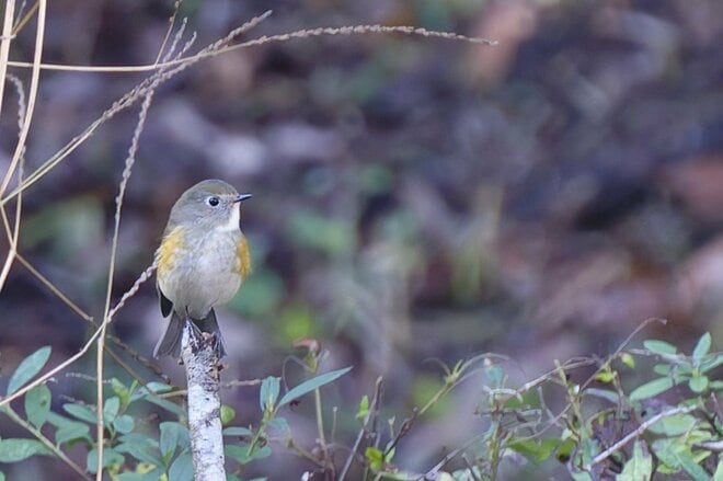 【バードウォッチング】支持率爆上がりの野鳥界アイドル「シマエナガ」にちょっと待ったぁ！  千葉のそっくりさんこそ、かわいらしさナンバーワン！？  2026年の画像008