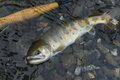 【フライフィッシング】人気の釣り場  スレたヤマメに翻弄される釣り日和  群馬県上野村 2025年の画像005