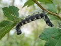 「葉のない秋の桜には虫が100匹いる」 桜の葉を食べる幼虫の正体とは？【あなたのすぐそばにいる「季節の虫」の探し方 vol.10】の画像002