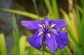 令和の梅雨に咲く江戸情緒 東京23区内で楽しむ「花菖蒲」鑑賞スポット「堀切菖蒲園」「水元公園」「しょうぶ沼公園」【東京都・葛飾区/足立区】の画像003