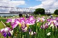 梅雨空の絶景！  東京23区に咲く花菖蒲の4名所「堀切菖蒲園」「水元公園」「小岩菖蒲園」「しょうぶ沼公園」で江戸の風流を感じる【東京都・葛飾区/江戸川区/足立区】の画像009