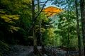 【登山】ここ数年で一番の美しさ「南アルプスの貴公子と女王の山岳紅葉」 日本の1-2-3位の高峰を望む  南アルプス・2025年の画像003