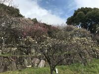 梅の見ごろ「吉野の桜・和歌山のミカン・丹波の栗」に並ぶ「江戸以来」の“間違いない”名所！　駅10分「岡本梅林公園」＆「保久良梅林」散策レポ【兵庫県神戸市】