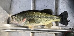 釣りの上達「早い人・遅い人」の違いとは！？ 釣具店スタッフ「顧客対応」で分かった「それぞれの共通点」＆有力「フィールド情報」入手ワザ！ レポート