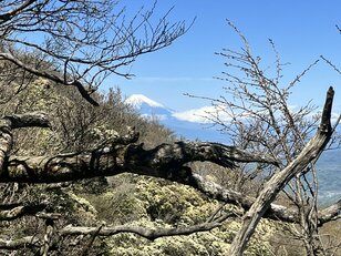 富士山＆相模湾「兄弟の山」からの絶景！  百名山・天城山「シャクナゲコース」4時間半の登山レポ