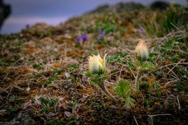 ツクモグサ「北海道の花」｜Sapporo Nature Times ‐ 札幌