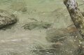 【渓流釣り】滝上のパラダイス！ 「雪代のなかから飛び出す美形イワナ」  岐阜県庄川水系、2025年の画像005