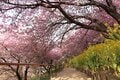 2月に見る「桜と富士山と菜の花」奇跡のコラボ！「富士見百景」選定の「まつだ桜まつり」の春先取り絶景の画像002