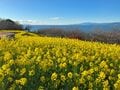 “駅チカ”お手軽ハイキング【360度の大展望】聳える富士山と輝く湘南の海！ 菜の花は「今が見頃」吾妻山へ！ 神奈川県・2024年の画像009