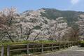 絶景でおなじみ「仁淀川」の秘境「桜＆ハナモモ」お花見スポット！  高知在住ライターが教える「一度は見たい春の情景」美しい里山＆集落の画像009