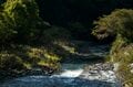 【渓流釣り】10月、シーズンのフィナーレ！  芝川でフライフィッシング・静岡県 2024年の画像004