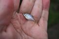 世界最小の釣り「タナゴの新子」実釣！  霞ヶ浦・ベテランオジイと「60分1本勝負」でわかった、一人前の目安「一円玉サイズ」釣るためのワザとは！？の画像002