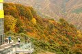 今週末の紅葉見るならどこ？　名所＆人気スポットから最新情報をお届け「WEEKLY紅葉ニュース」【2023年11月第1週】の画像003