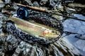 【渓流釣り】「粒ぞろいの美形渓流魚たち」魚影濃い！ キャッチ＆リリース区間・清流に癒された一日  小菅川／山梨県 2022年の画像003