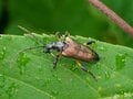 「アジサイには派手な姿のカミキリムシが集まる？」 梅雨時は森や山に咲くアジサイを要チェック【あなたのすぐそばにいる「季節の虫」の探し方 vol.7】の画像003
