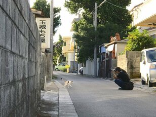 “さくらねこ” 発祥の島で【琉球島猫百景 vol.06　石垣島〈1〉】