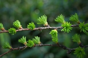 【見逃し注意！】美しい紅葉でお馴染み「カラマツ」に咲く”指先ほどの小さな花”を君は見たことがあるか