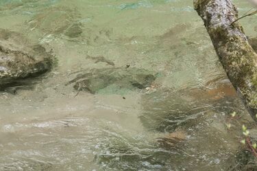 渓流釣り】滝上のパラダイス！ 「雪代のなかから飛び出す美形イワナ