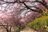2月に見る「桜と富士山と菜の花」奇跡のコラボ！「富士見百景」選定の「まつだ桜まつり」の春先取り絶景の画像002