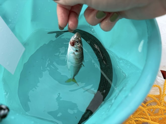 何でもいいからお願い！ 「釣りビギナー女子のリアル」 “連日豆アジ100匹以上” とウワサの海釣り公園でもダメ！？  そんなピンチを救ったものとは！の画像002