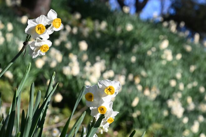 【花巡り】ひと足先に春を満喫！ 16万本の菜の花とドドーンと聳える雪の富士山「冬の暖かい日差しを浴びて楽しめる好展望の名所2選」 今年の運勢はいかに   神奈川県｜2026年の画像006