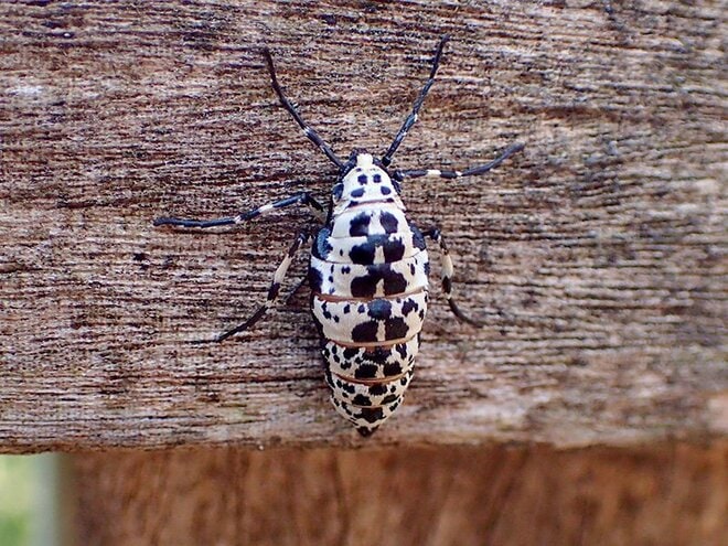 冬なのに蛾が飛んでいる？  姿も生態もユニークな「冬尺蛾」とは【あなたのすぐそばにいる「季節の虫」の探し方 vol.12】の画像001