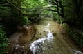 【世界自然遺産・屋久島】九州最高峰の「宮之浦岳」へ！  日本最南端の高層湿原「花之江河」を抜け、洋上のアルプスに臨むの画像018