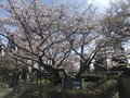 「樹齢500年・世界で一つだけの桜」！  福岡県天然記念物「白野江のサトザクラ」は例年「4月上旬」の今が見頃！「白野江植物公園」の魅力の画像002