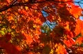 【紅葉＆登山】一面が黄色に染まるブナの原生林！ 紅葉真っ盛り！ 錦秋のトレイルを歩く中西山トレッキング 長野県長野市鬼無里・2023年の画像005