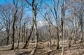 【首都圏近郊で3月末に登るなら】富士山の大展望台「三国山（鉄砲木ノ頭）」がおすすめなわけの画像001