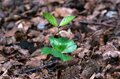 脅威的な自然の回復力！かつての軍事訓練場が今は ”2500種以上の絶滅危惧種” の住む公園に。ドイツ「アイフェル国立公園」が豊かな自然を取り戻すまで【キジ博士のナチュラリスト入門 vol.3】の画像007