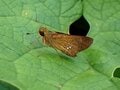 「この虫はガ？ それともチョウ？」 秋に花壇で見られる ”地味” な虫に注目【あなたのすぐそばにいる「季節の虫」の探し方 vol.11】の画像004