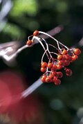 秘境！ 絶景！ ここだけは行きたい！【紅葉の山歩き ベスト5】信越 前編 「巻機山・苗場山・越後駒ヶ岳・八海山・平ヶ岳」の画像006