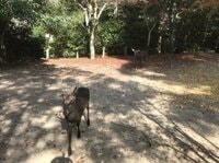 「世界遺産・ホタル・咲き誇る花」魅力満載！  広島市内から「2時間以内」で行ける「おすすめドライブスポット」3選