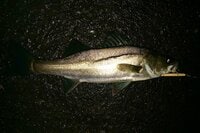 80センチ超えも？  大人気ターゲット「シーバス釣り」の大爆釣ポイントは「雨パターン」！  狙いと注意点
