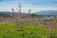 春爛漫と思いきや寒の戻り！？ GWにかけて気温が乱高下の予報「変化が大きい春は花々と新雪の共演も」【2023年】