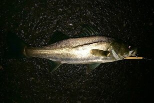 80センチ超えも？  大人気ターゲット「シーバス釣り」の大爆釣ポイントは「雨パターン」！  狙いと注意点